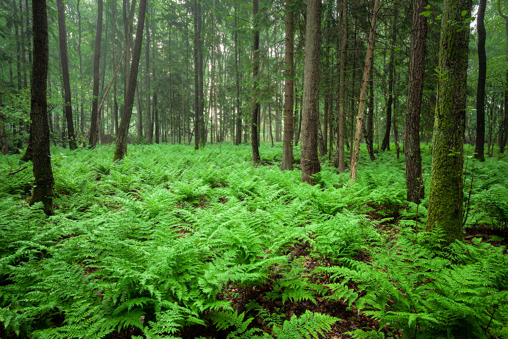 Intensives Maigrün in sumpfigen Ecken eines Waldes in Schleswig-Holstein.