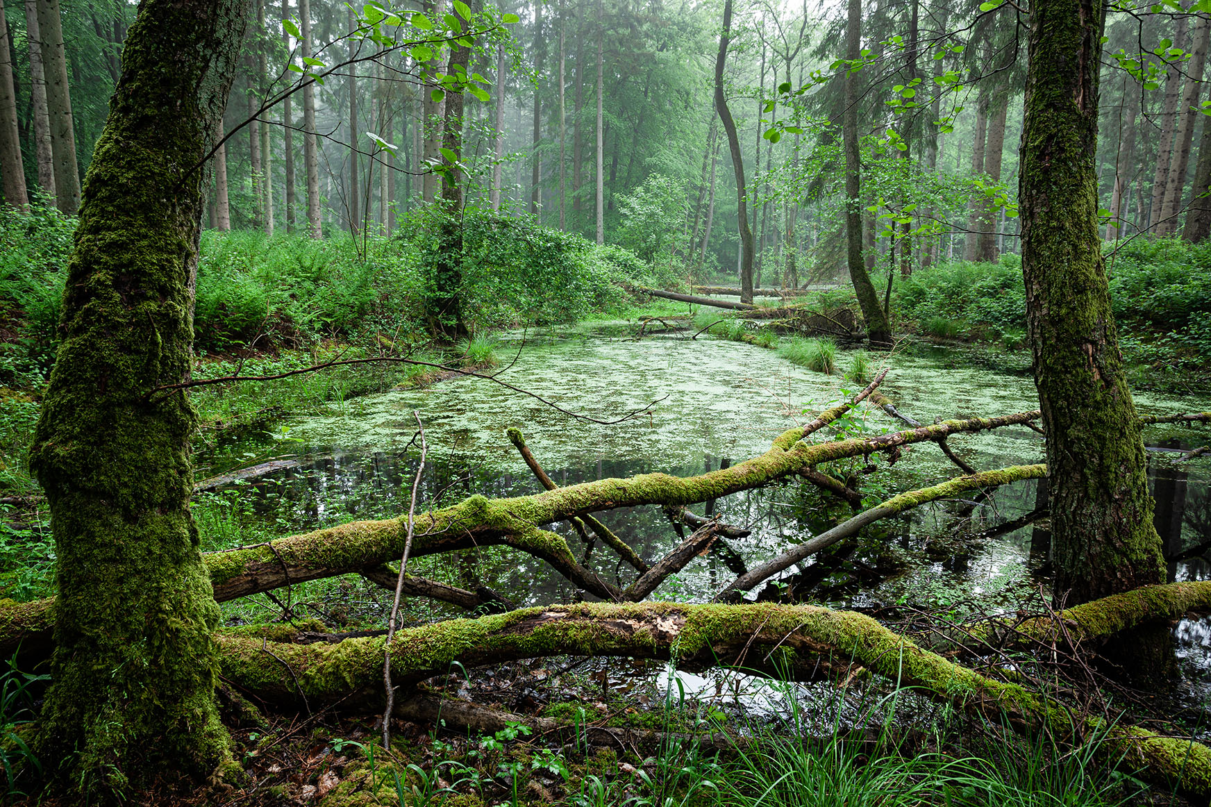 Intensives Maigrün in sumpfigen Ecken eines Waldes in Schleswig-Holstein.